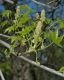 image of Liquidambar styraciflua