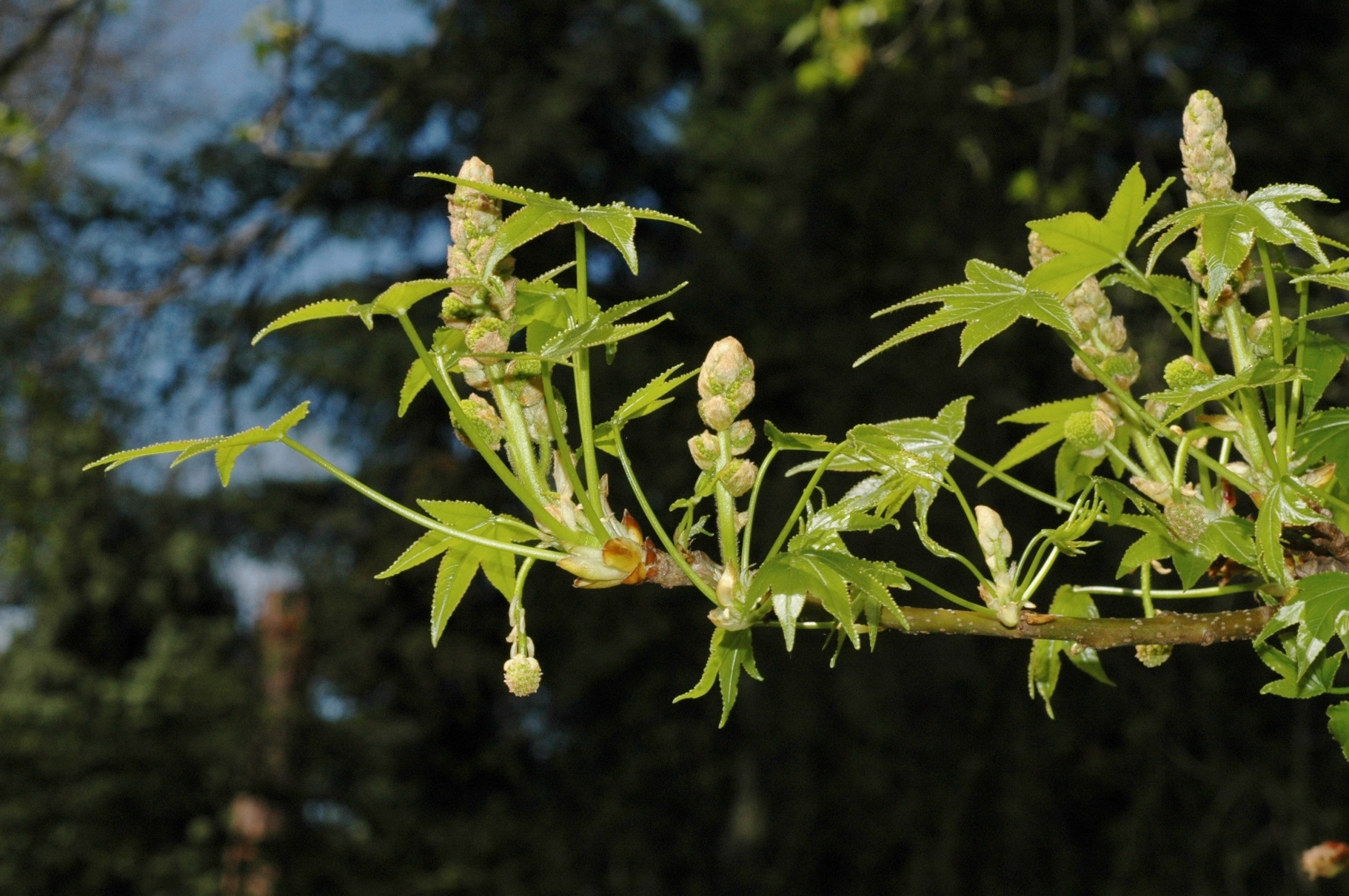 Altingiaceae Liquidambar styraciflua