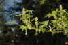 image of Liquidambar styraciflua
