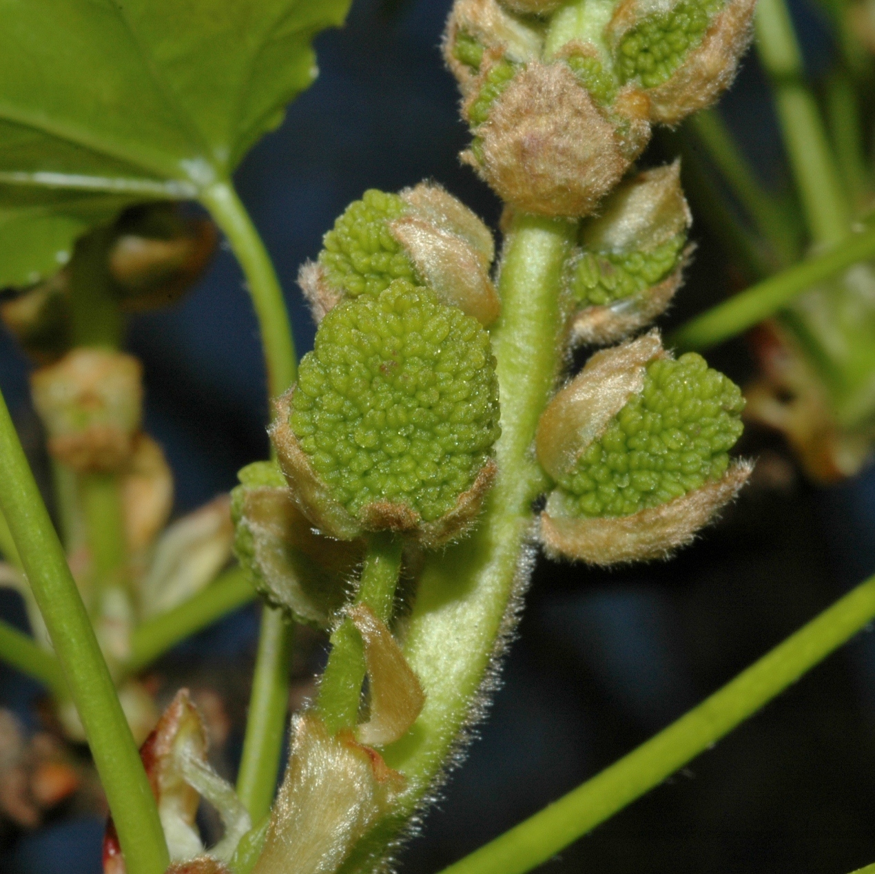 Altingiaceae Liquidambar styraciflua