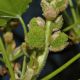 image of Liquidambar styraciflua
