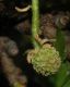 image of Liquidambar styraciflua
