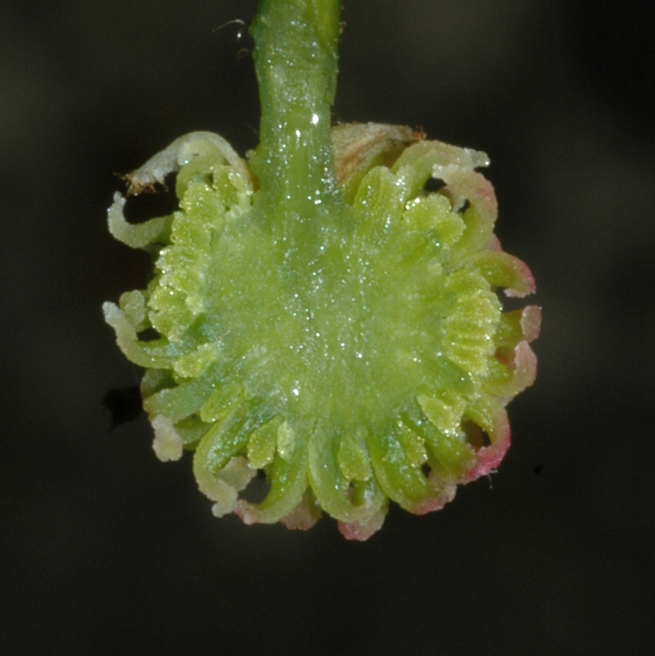 Altingiaceae Liquidambar styraciflua