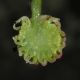 image of Liquidambar styraciflua