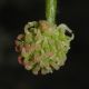 image of Liquidambar styraciflua