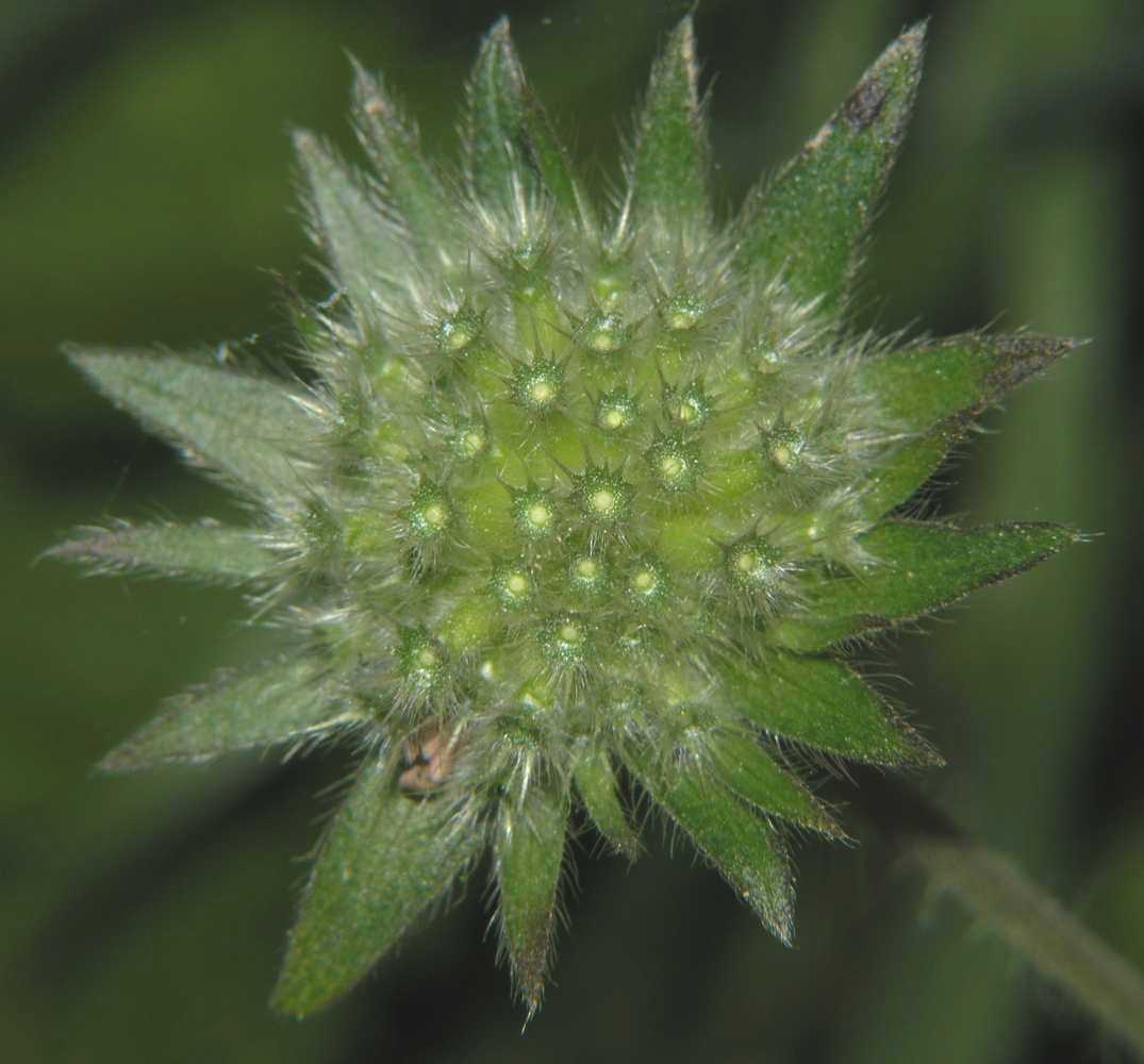 Dipsacaceae Knautia arvensis
