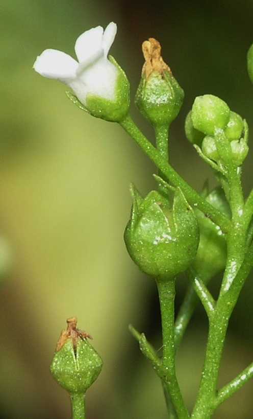 Primulaceae Samolus valerandi
