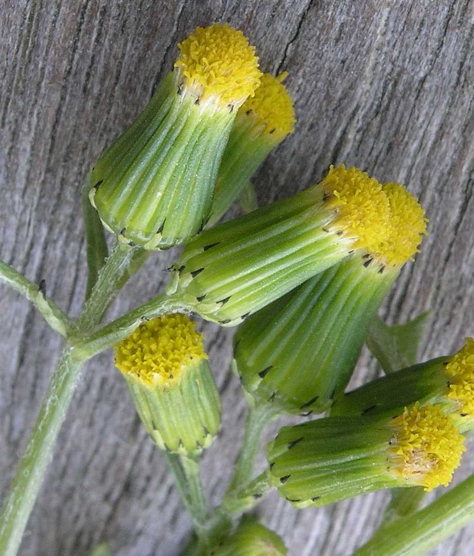 Asteraceae Senecio vulgaris