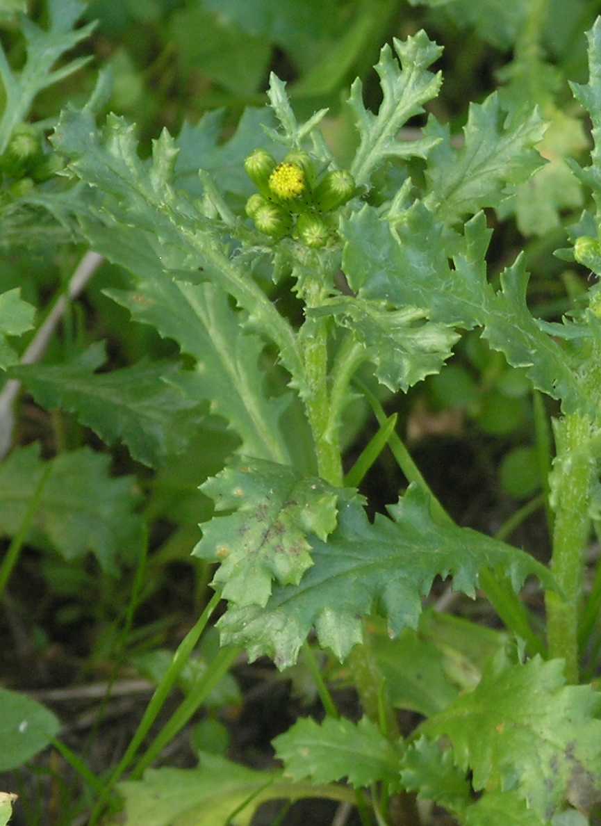 Asteraceae Senecio vulgaris