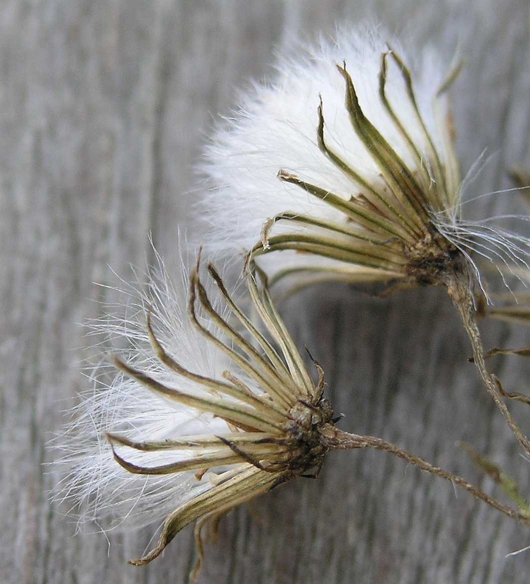 Asteraceae Senecio vulgaris