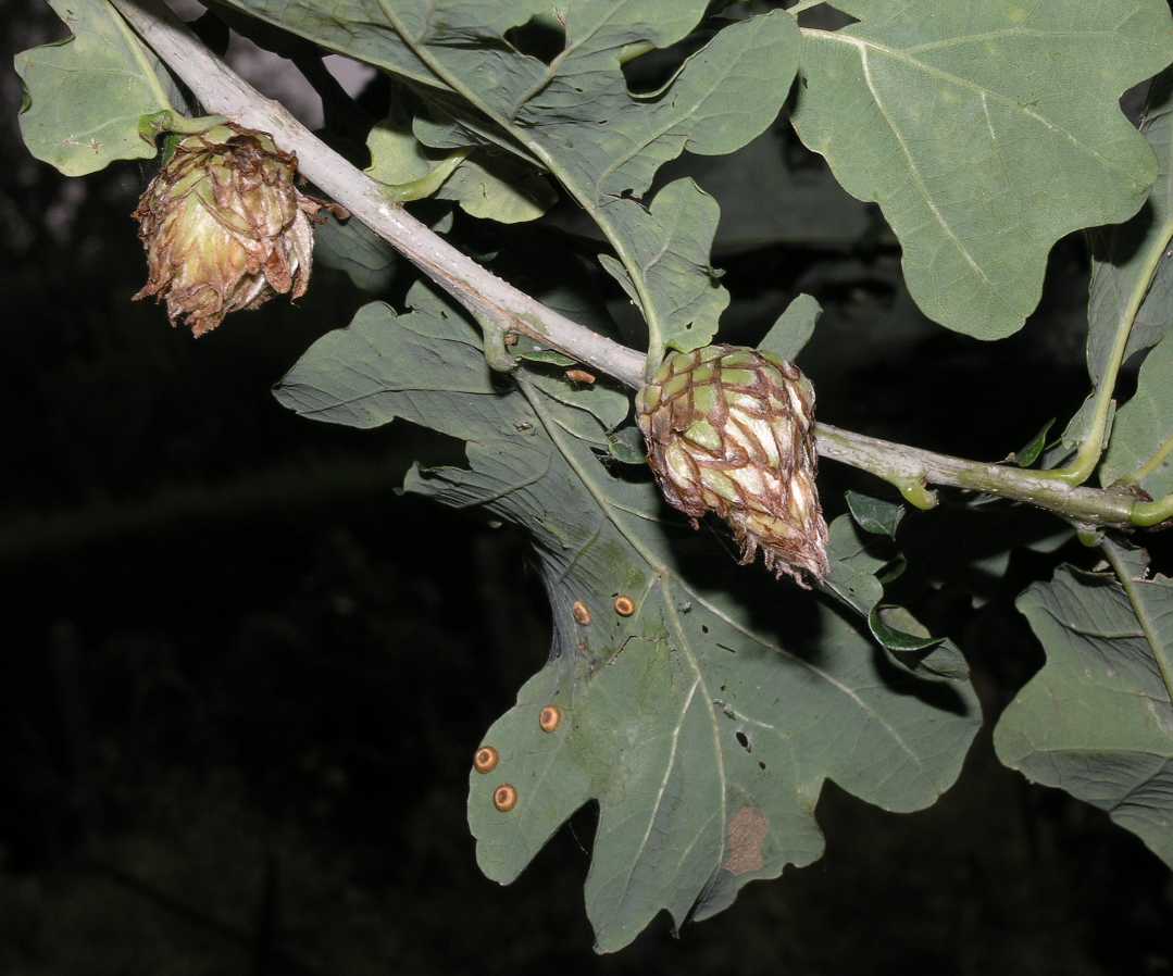 Fagaceae Quercus robur