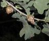 image of Quercus robur