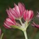 image of Astrantia major