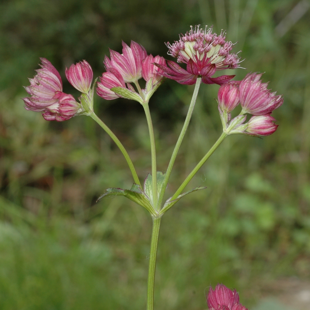 Apiaceae Astrantia major