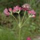 image of Astrantia major