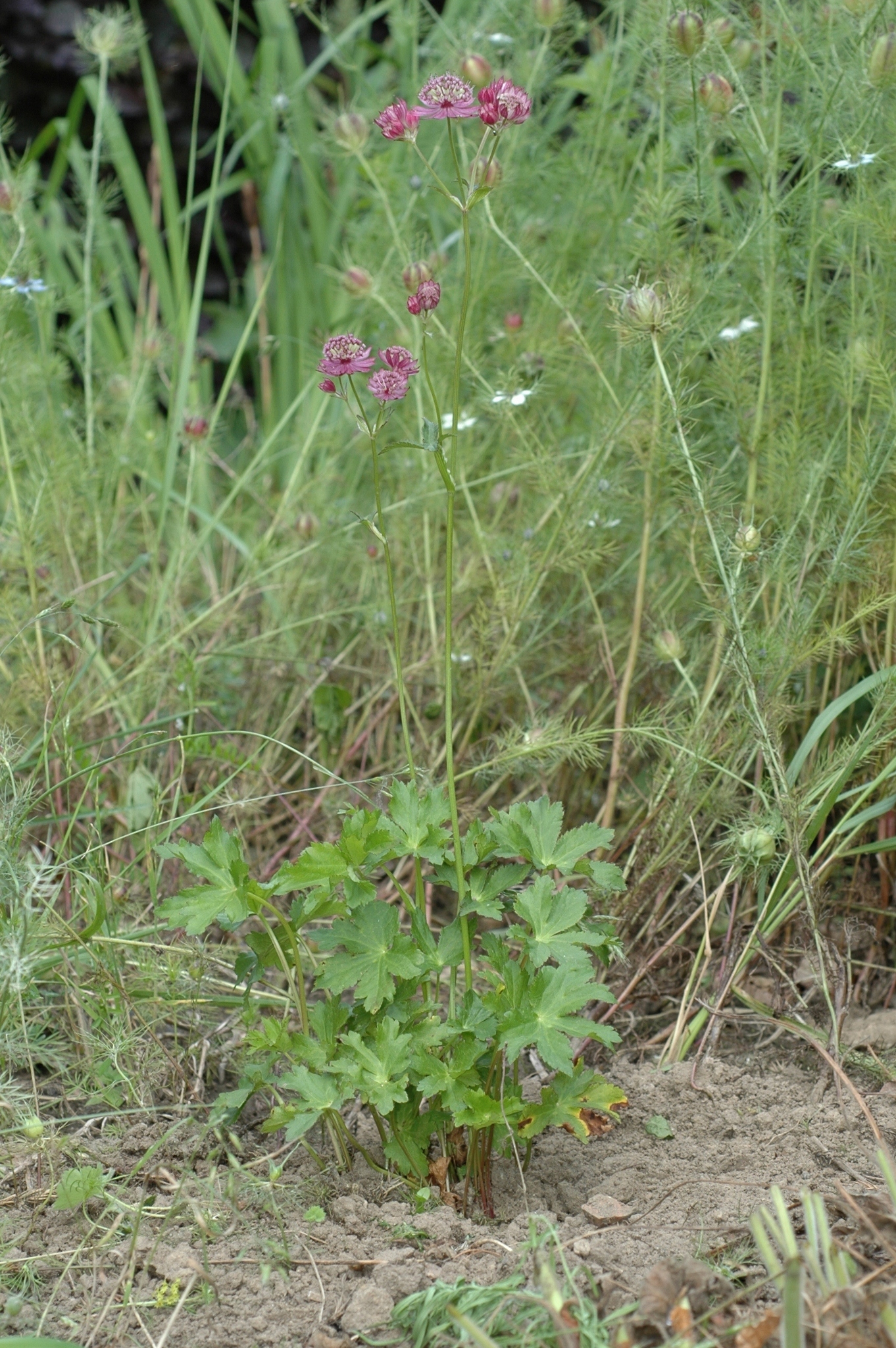 Apiaceae Astrantia major