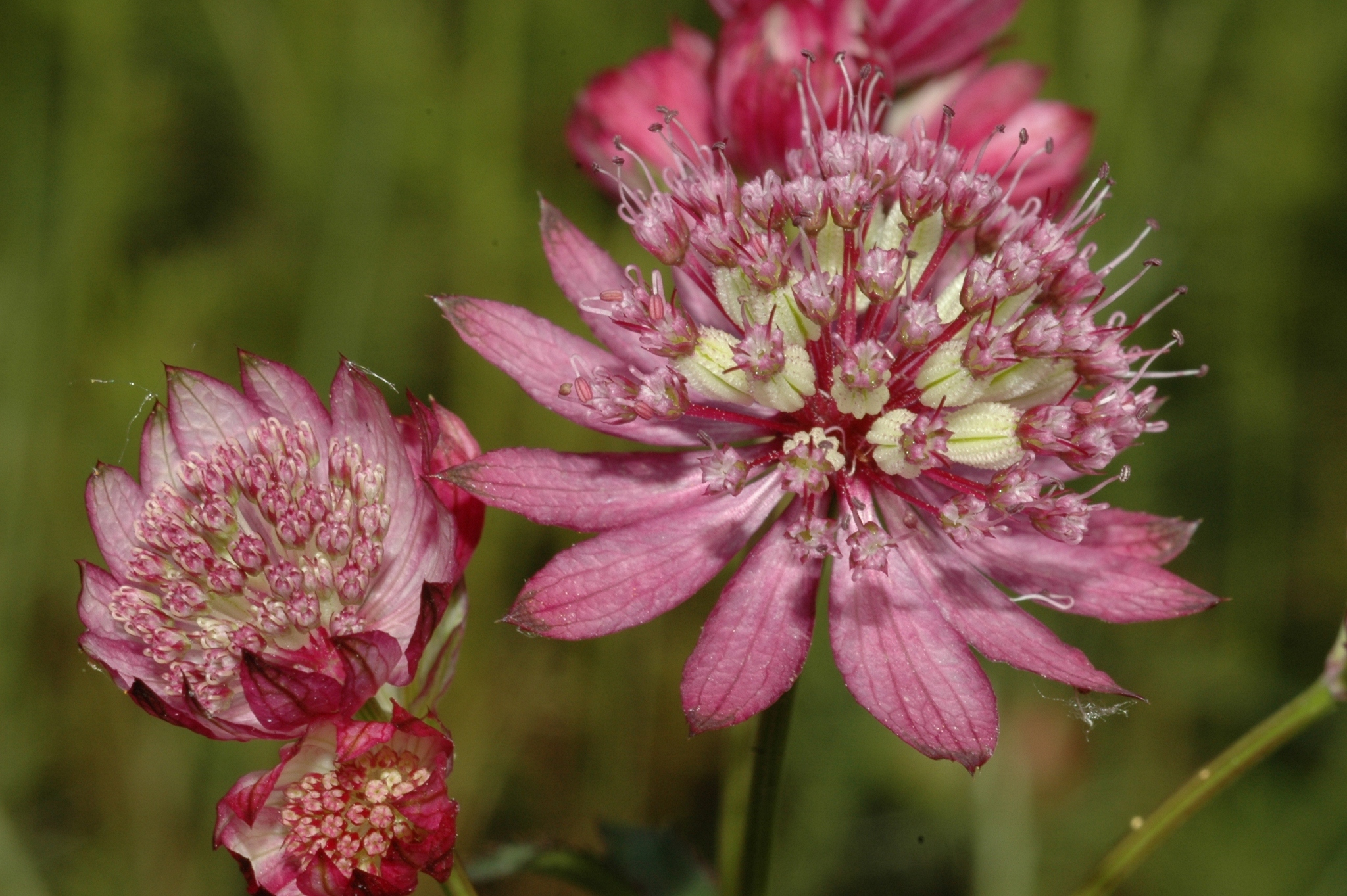 Apiaceae Astrantia major