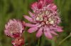 image of Astrantia major