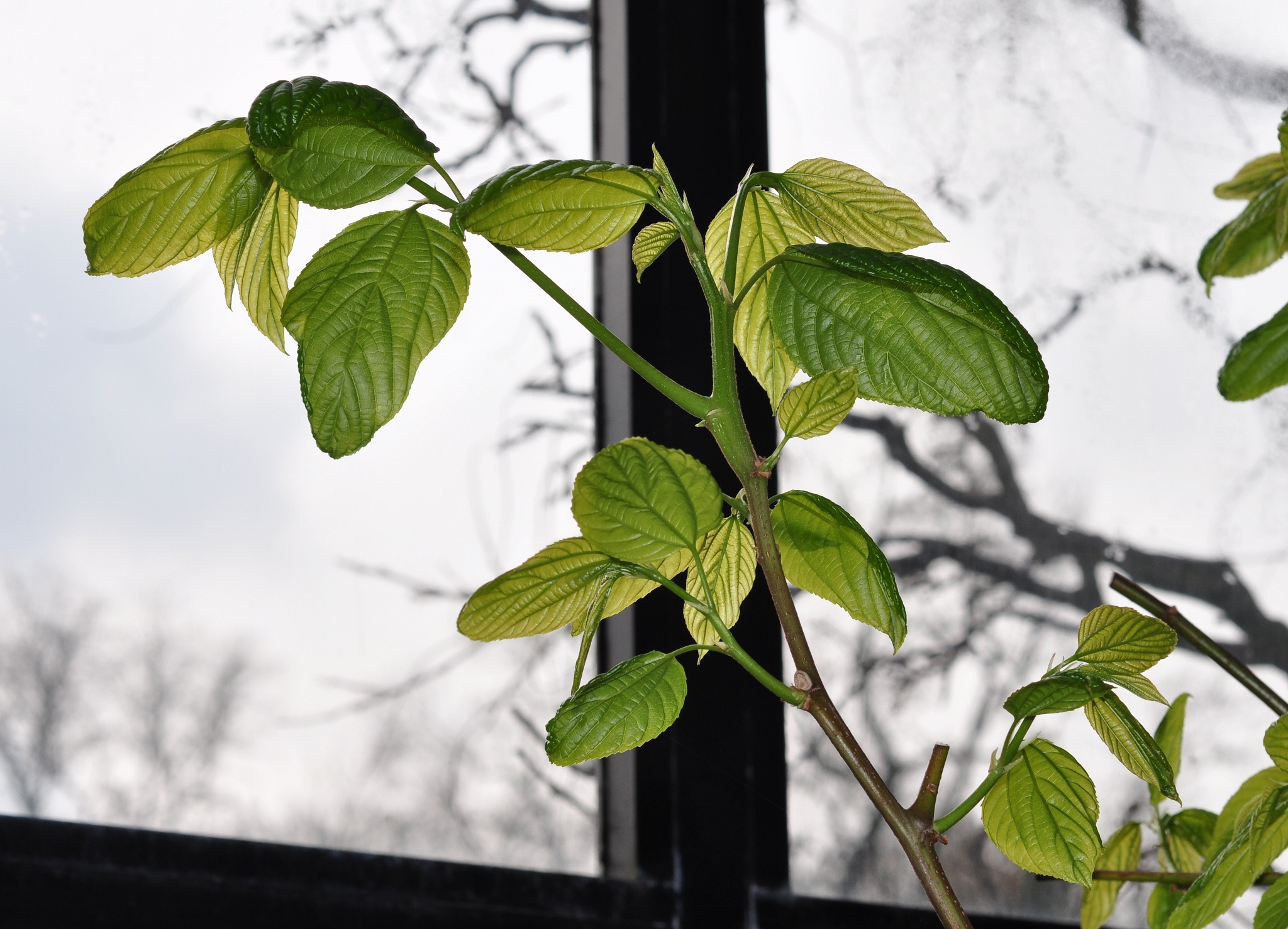 Rhamnaceae Hovenia dulcis