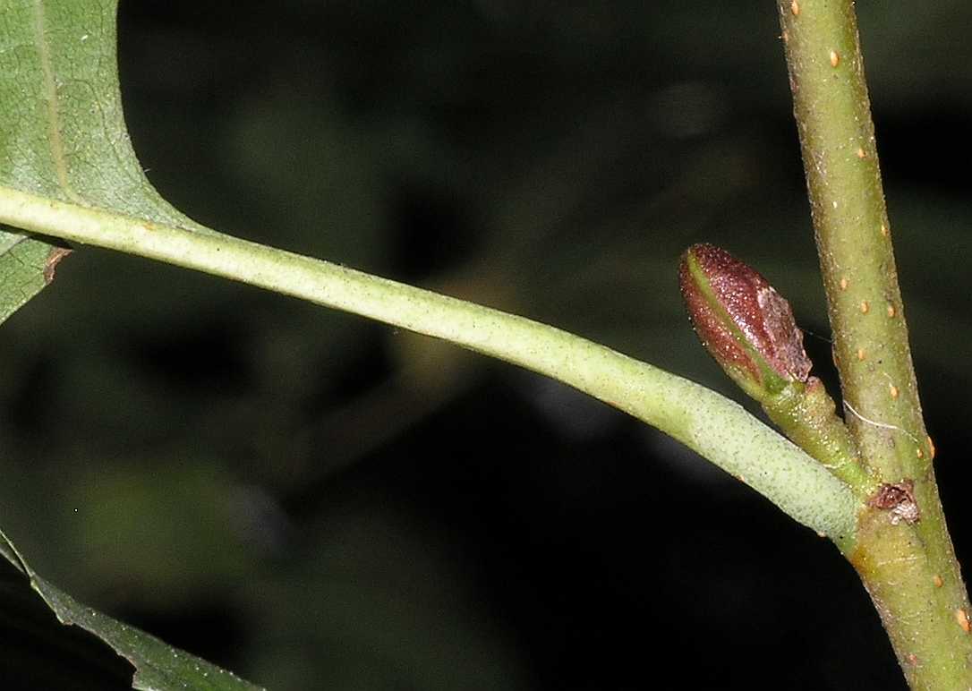Betulaceae Alnus glutinosa