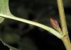 image of Alnus glutinosa