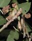 image of Fraxinus excelsior