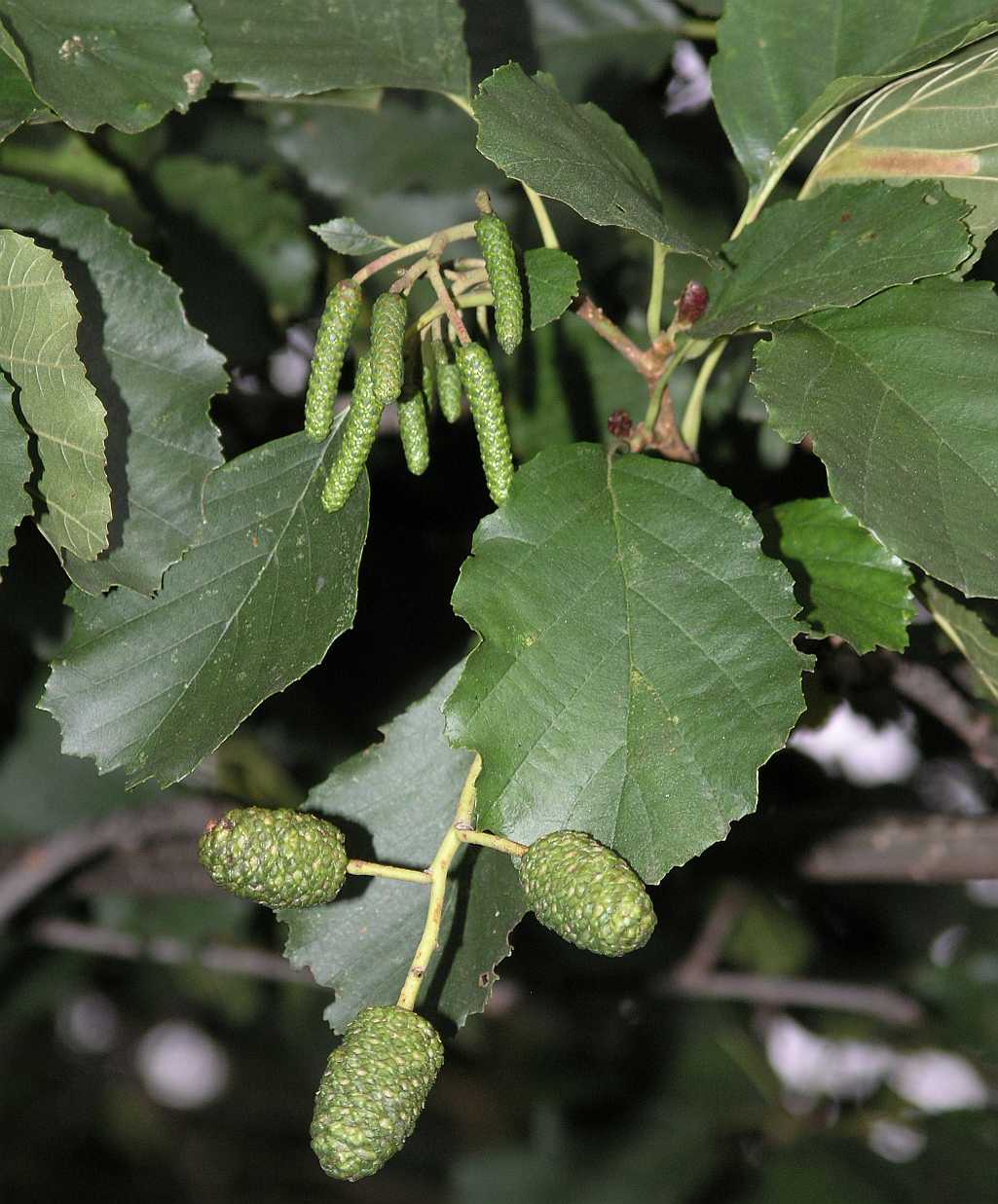 Betulaceae Alnus glutinosa
