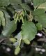 image of Alnus glutinosa