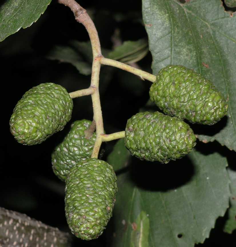 Betulaceae Alnus glutinosa