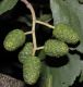 image of Alnus glutinosa