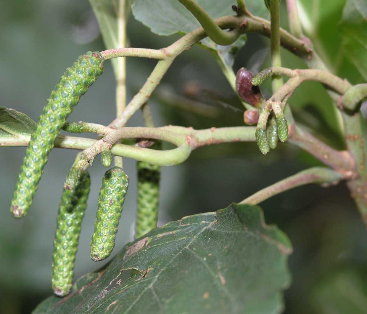 Betulaceae Alnus glutinosa