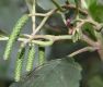image of Alnus glutinosa