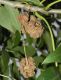 image of Fraxinus excelsior