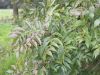 image of Fraxinus excelsior