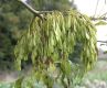 image of Fraxinus excelsior