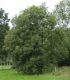 image of Fraxinus excelsior