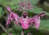 image of Stachys sylvatica