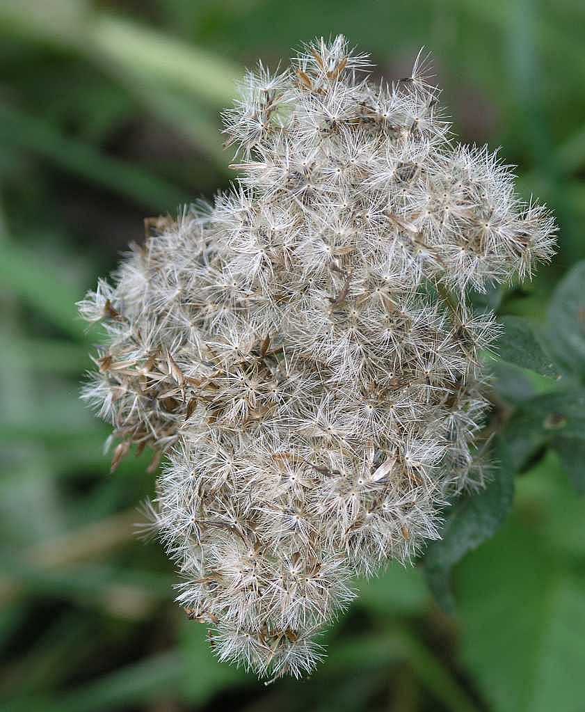 Asteraceae Eupatorium cannabinum