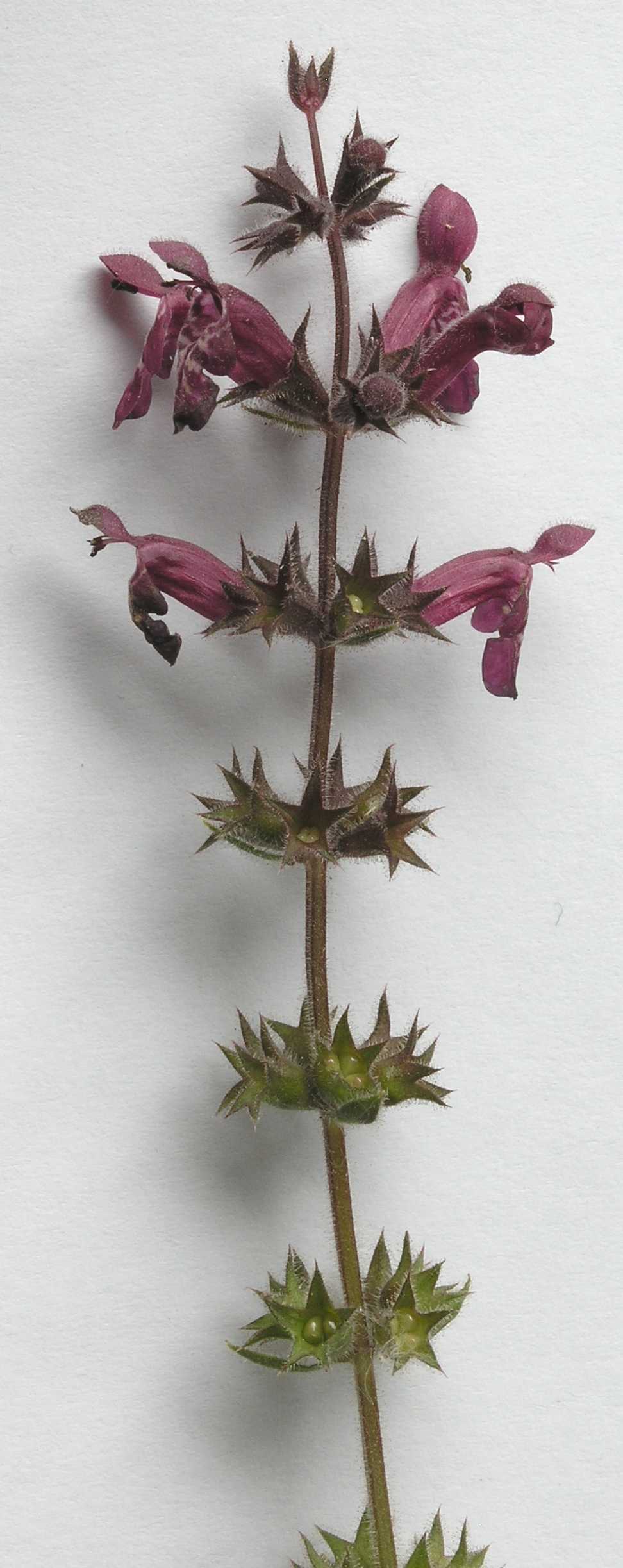 Lamiaceae Stachys sylvatica
