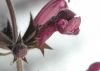 image of Stachys sylvatica