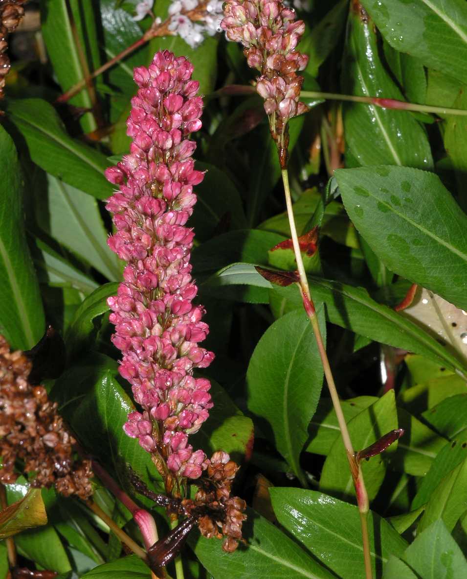 Polygonaceae Polygonum affine