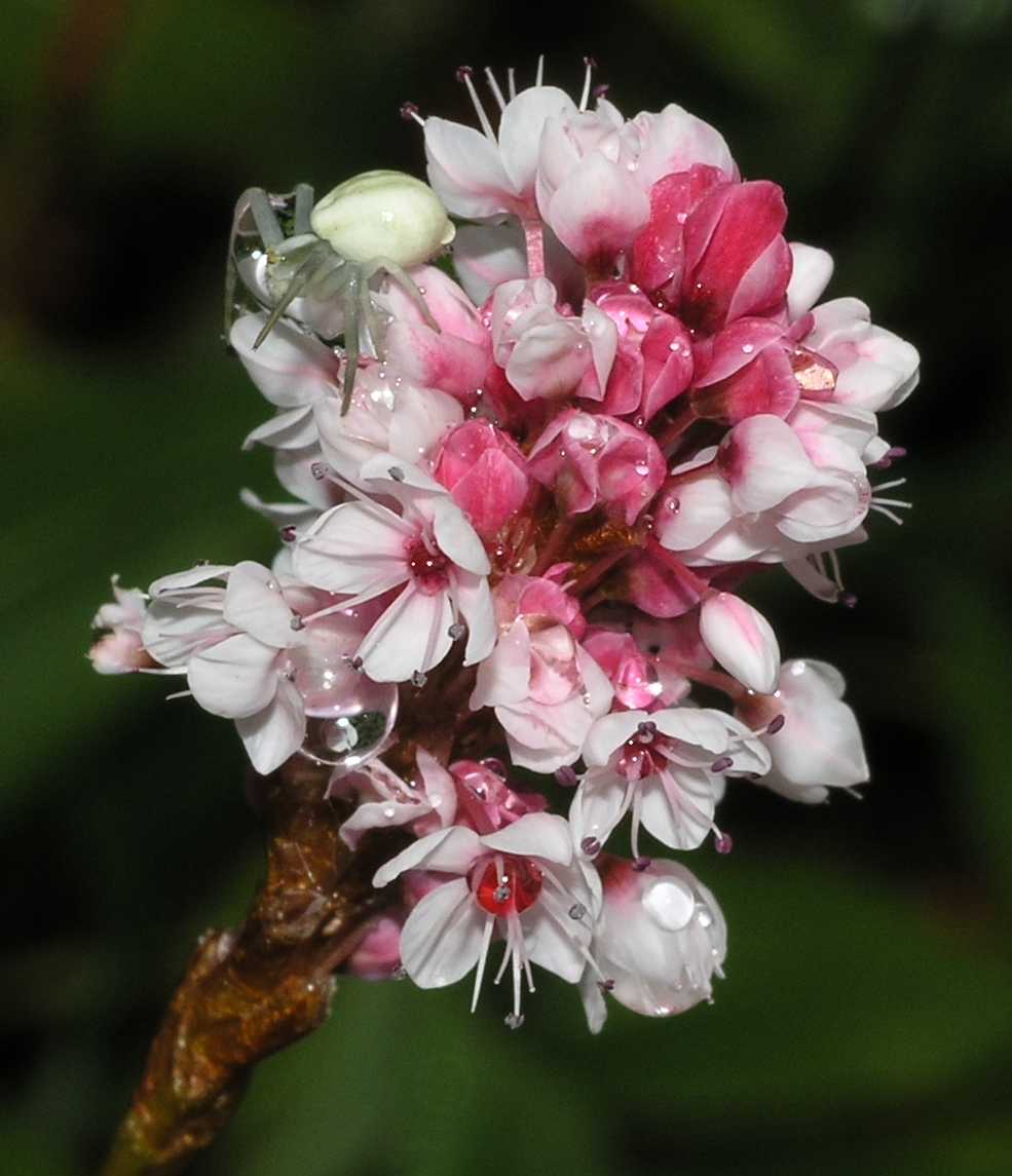 Thomisidae Misumena 