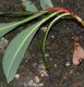 image of Polygonum affine