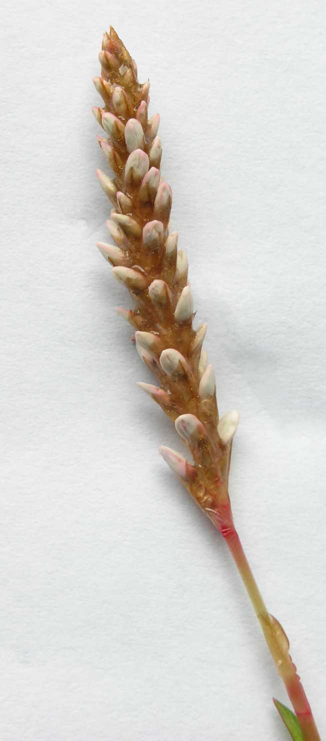 Polygonaceae Polygonum affine