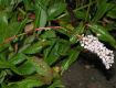 image of Polygonum affine