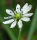 image of Myosoton aquaticum