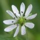 image of Myosoton aquaticum