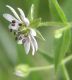 image of Myosoton aquaticum