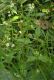 image of Myosoton aquaticum