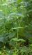 image of Myosoton aquaticum
